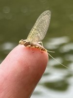 IMG_9268.jpeg