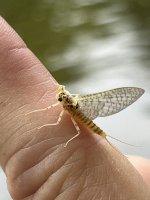 IMG_9283.jpeg