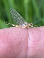 IMG_9288.jpeg