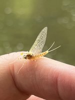 IMG_9275.jpeg