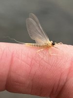 IMG_9292.jpeg