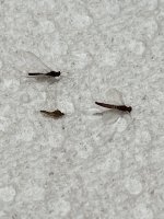 IMG_9469.jpeg