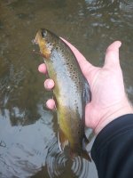 Brown #1.jpg