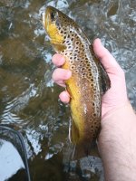 Brown #2.jpg