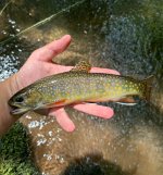 IMG_6087.jpeg