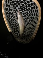 IMG_0343.jpeg