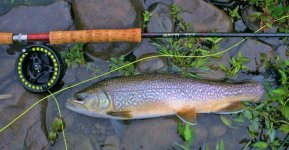 Resized_Brown_trout3.jpeg