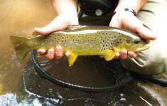 Savage River 2012 016.JPG