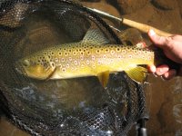 Savage River 2012 020.JPG