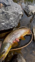 IMG_2803.jpeg