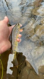 IMG_2806.jpeg