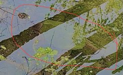 IMG_1105.jpeg