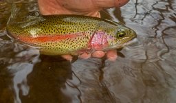 Spring Time Rainbow Trout.jpg