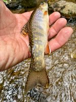 IMG_1342.jpg