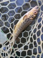 IMG_1928.jpeg