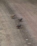 IMG_1766.jpeg