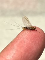 IMG_1640.jpeg