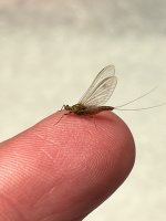 IMG_1653.jpeg