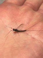 IMG_1695.jpeg