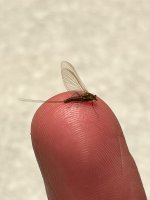 IMG_1723.jpeg