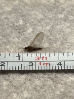IMG_1729.jpeg