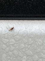 IMG_1731.jpeg