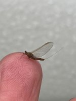 IMG_1735.jpeg