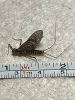 IMG_1747.jpeg