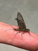 IMG_1755.jpeg