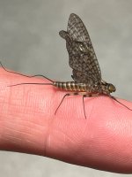 IMG_1758.jpeg