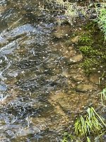 IMG_1784.jpeg