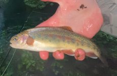 IMG_6819.jpeg