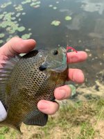 IMG_2226.jpeg
