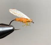 IMG_6727.jpeg