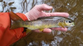 20171223_150621 - Copy.jpg