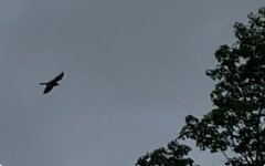 IMG_1849.jpeg