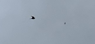 IMG_1809.jpeg