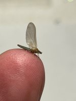 IMG_1877.jpeg