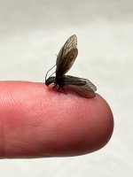 IMG_1942.jpeg