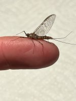 IMG_1950.jpeg