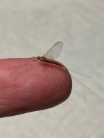 IMG_1965.jpeg