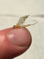 IMG_2028.jpeg