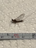 IMG_2036.jpeg