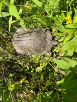 IMG_1930.jpeg