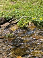 IMG_1934.jpeg