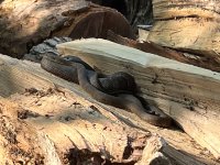 IMG_1993.jpeg