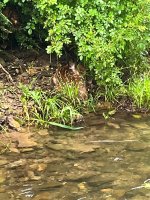 IMG_2006.jpeg