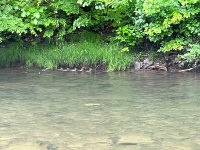 IMG_2011.jpeg