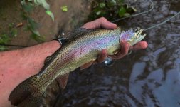 Rainbow Trout X 2.jpg