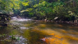 Selective Trout 2.jpg